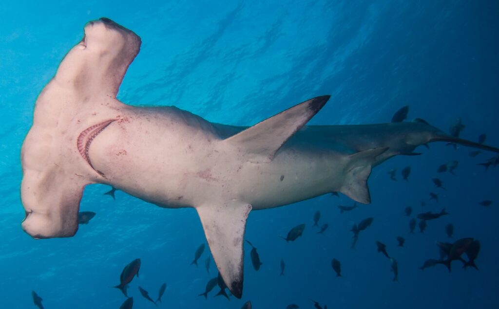 Scalloped Hammerhead Shark