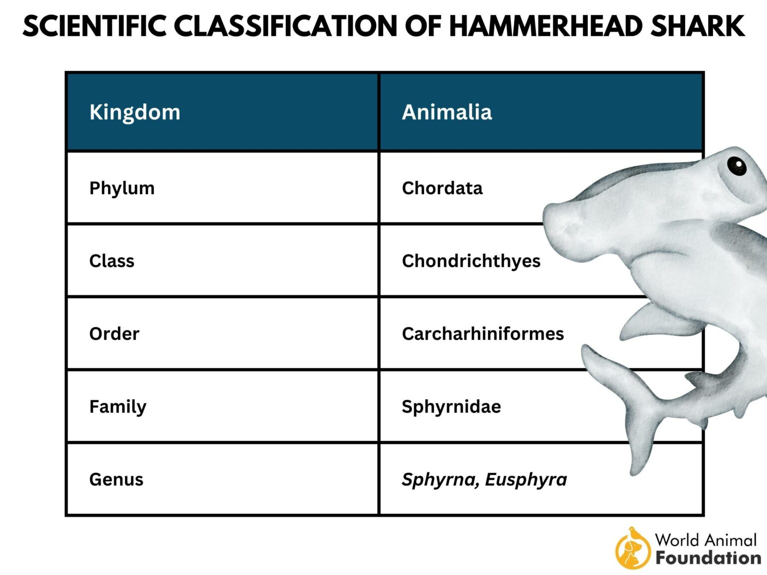 Hammerhead Shark Facts - Curious Insights And Discoveries!