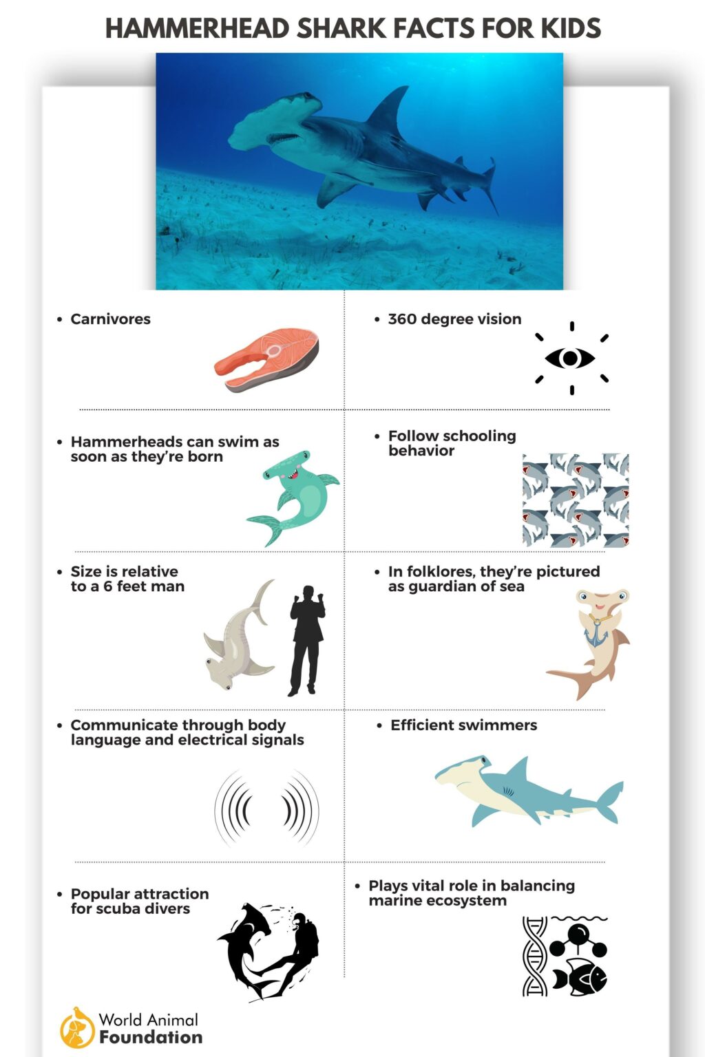 Hammerhead Shark Facts - Curious Insights And Discoveries!