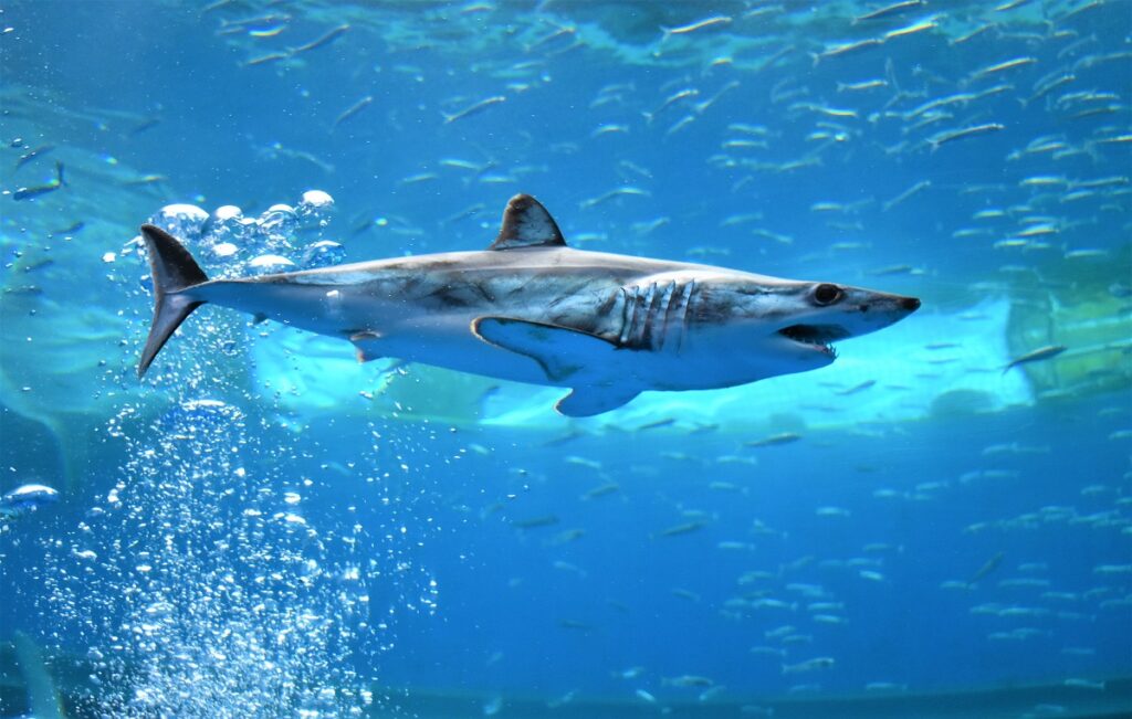how big are mako sharks