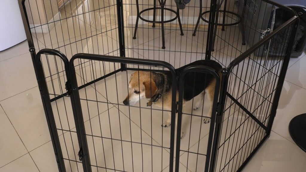 Playpen and crate training a puppy