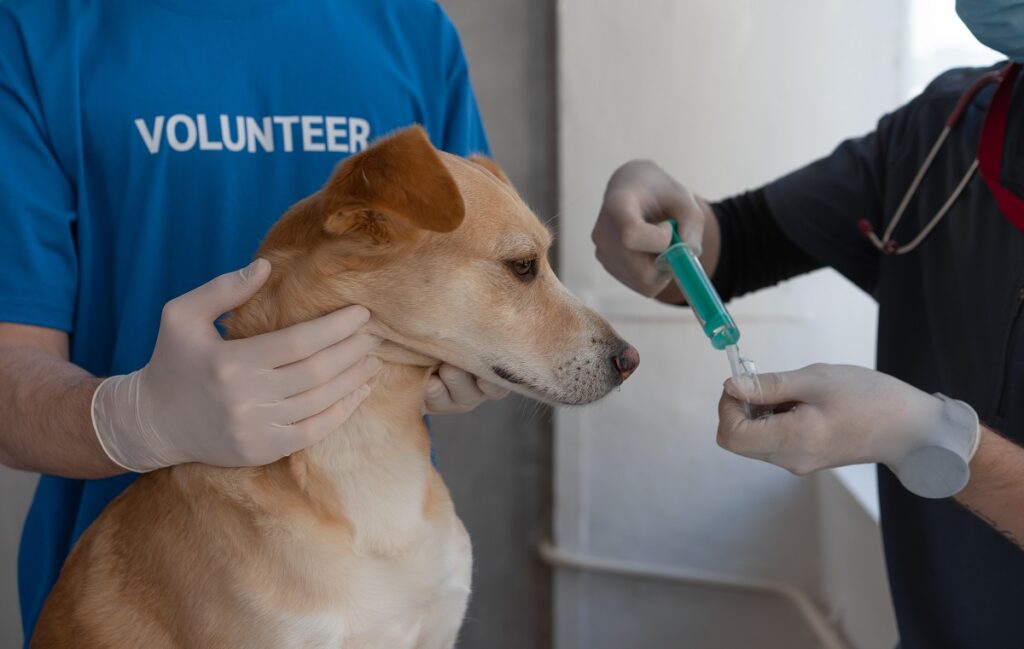 how much cbd for dog with anxiety
