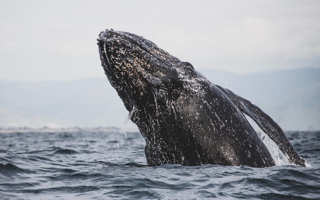 how much do humpback whales weigh
