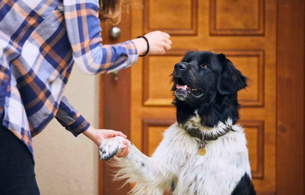 become a certified dog trainer
