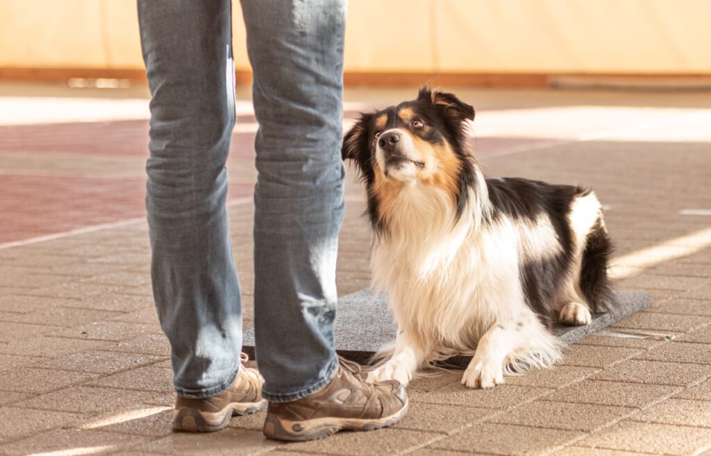 how to become a certified dog trainer
