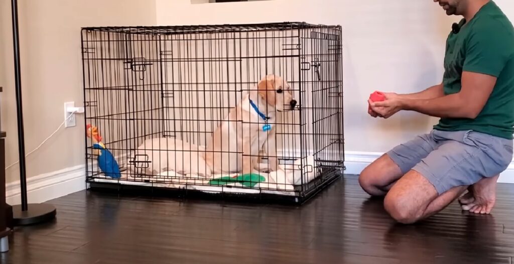 Dog Training: How to Crate Train a Puppy · The Wildest