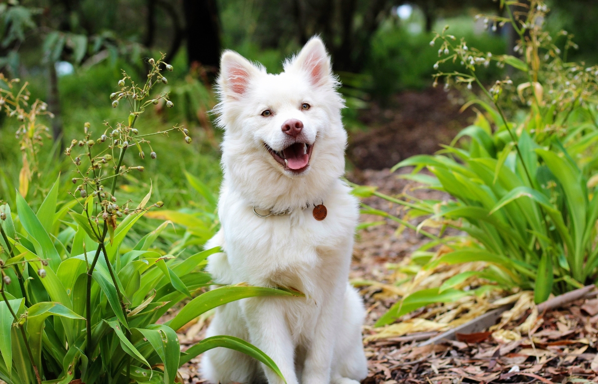 stop dog barking