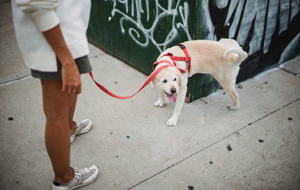 how to get a puppy to pee outside