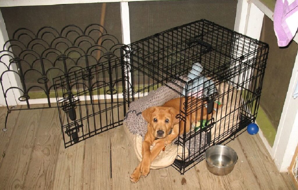 Crate Training a Puppy - VitaPet