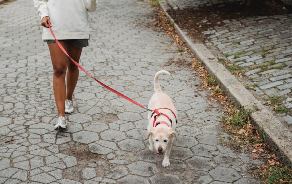 How to train a dog clearance to use the restroom outside