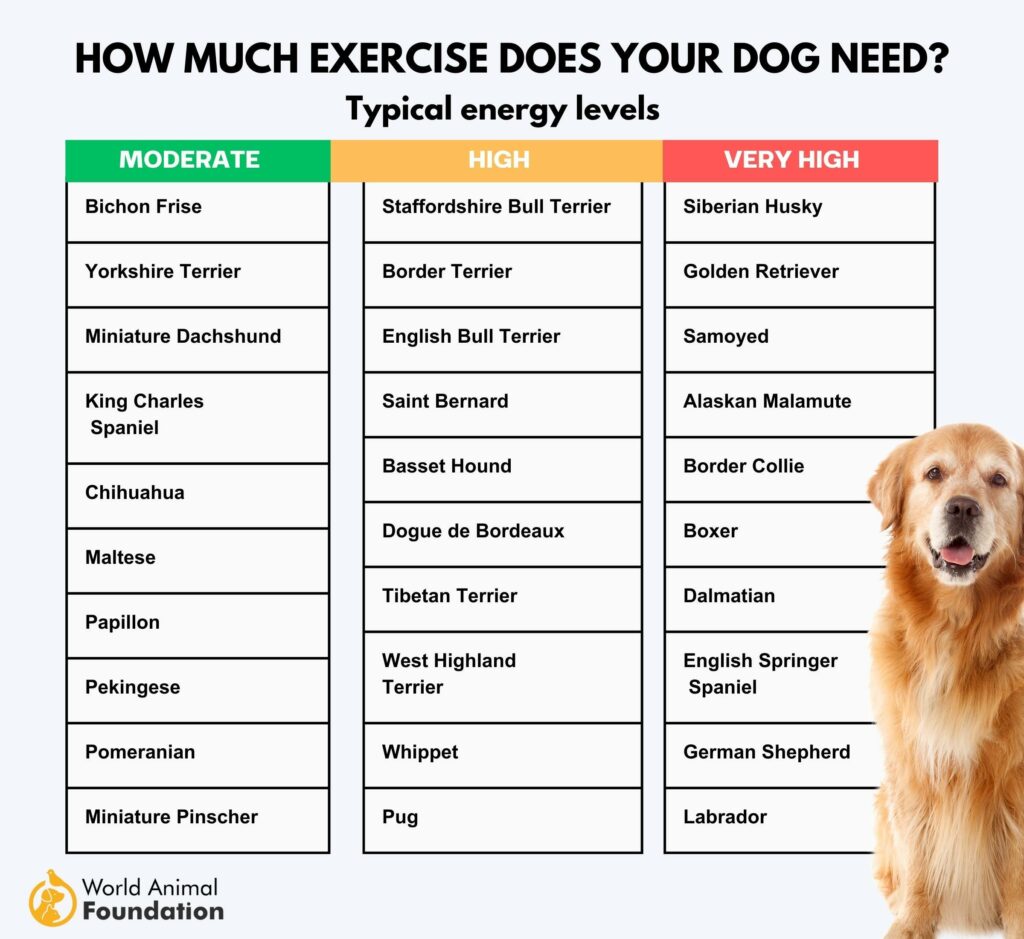 The Right Amount of Daily Exercise For Dogs