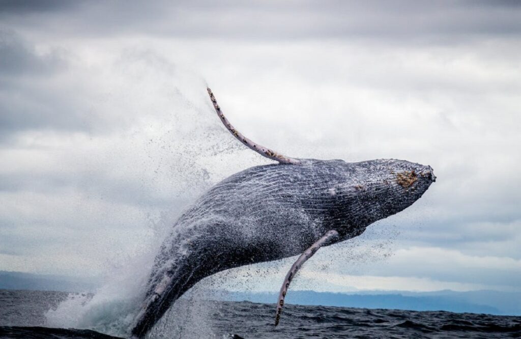 humpback whale facts
