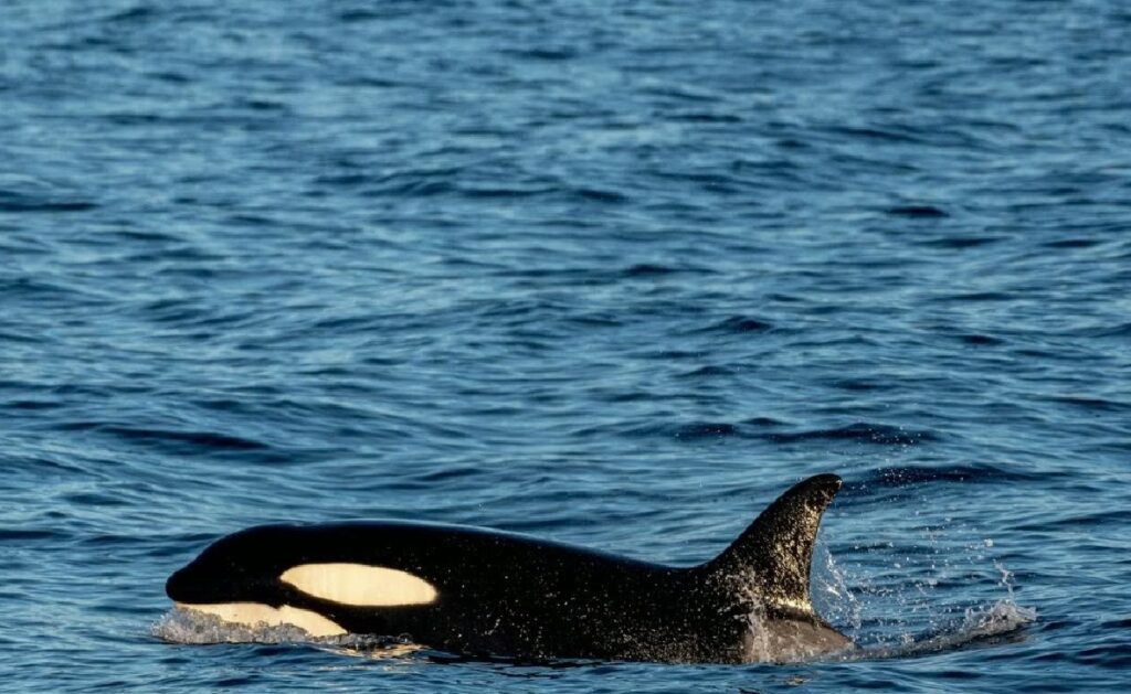 Fascinating Orca Facts: Dive Into The World Of Killer Whales