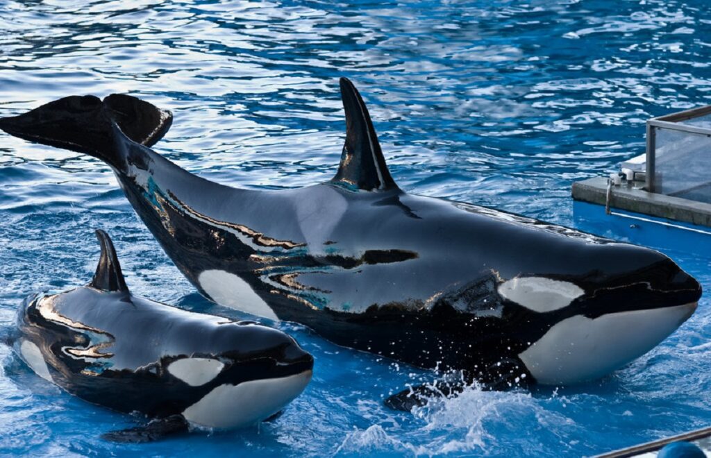 is an orca a killer whale
