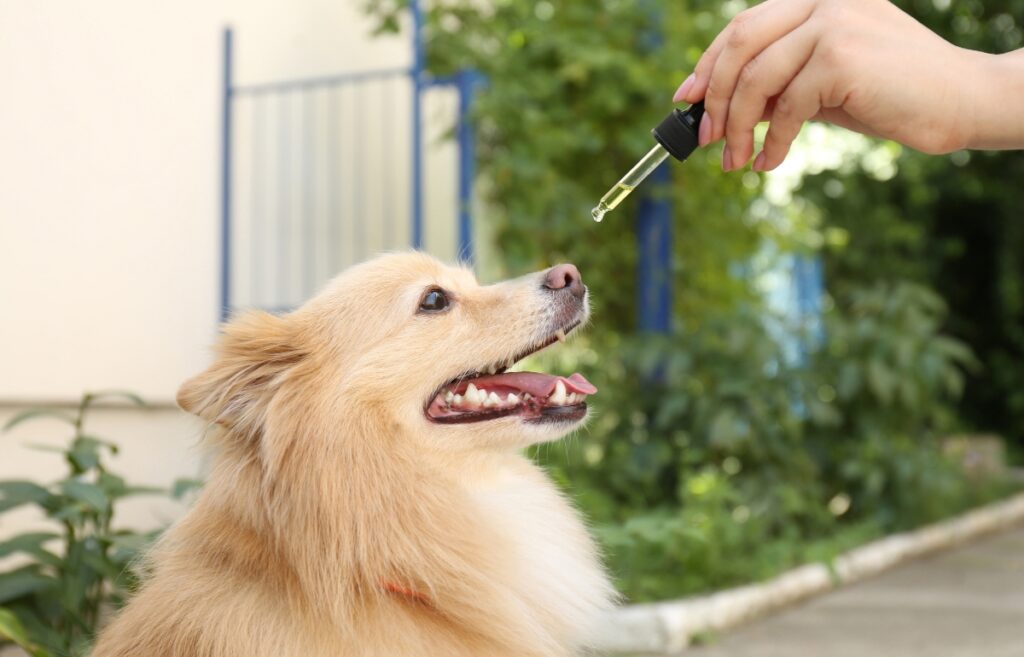 is cbd harmful to dogs
