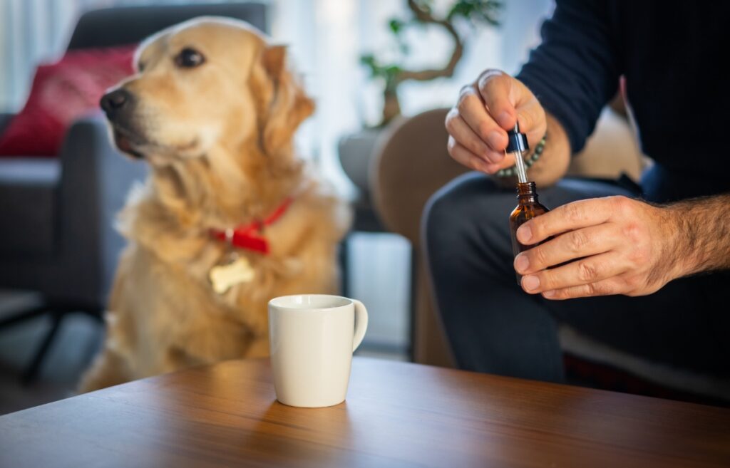 is cbd dangerous for dogs
