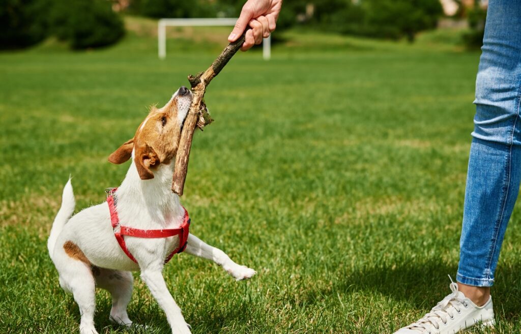 how to learn how to train dogs
