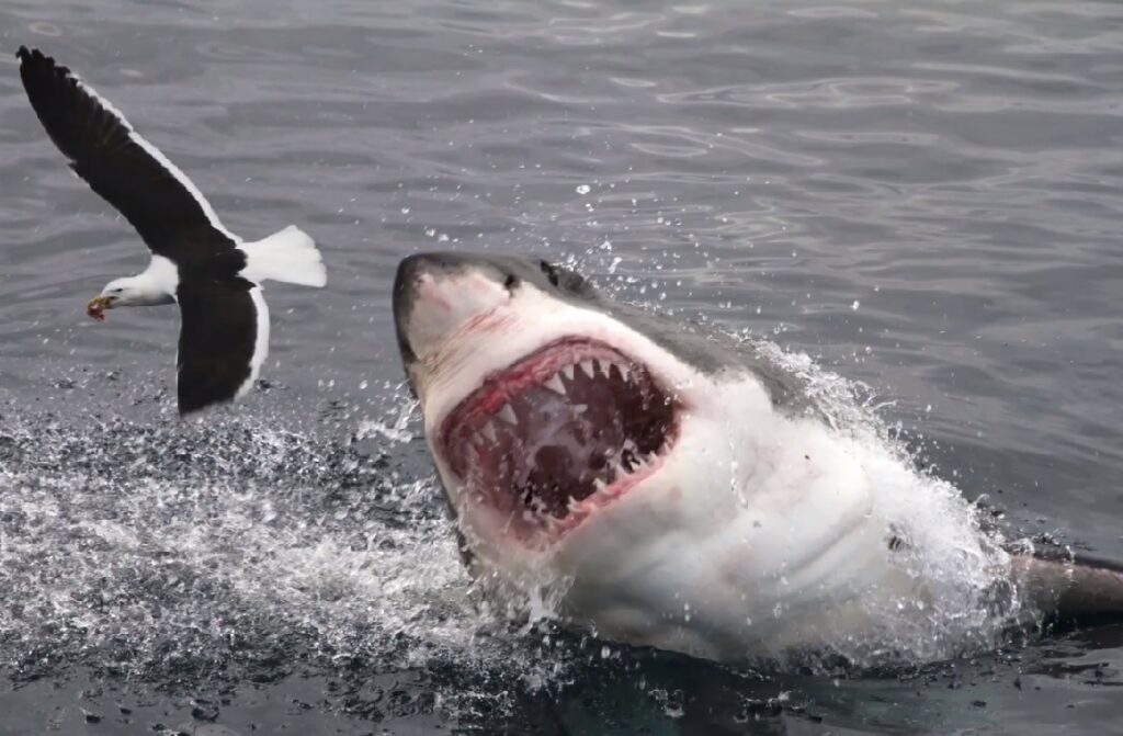 mako shark location