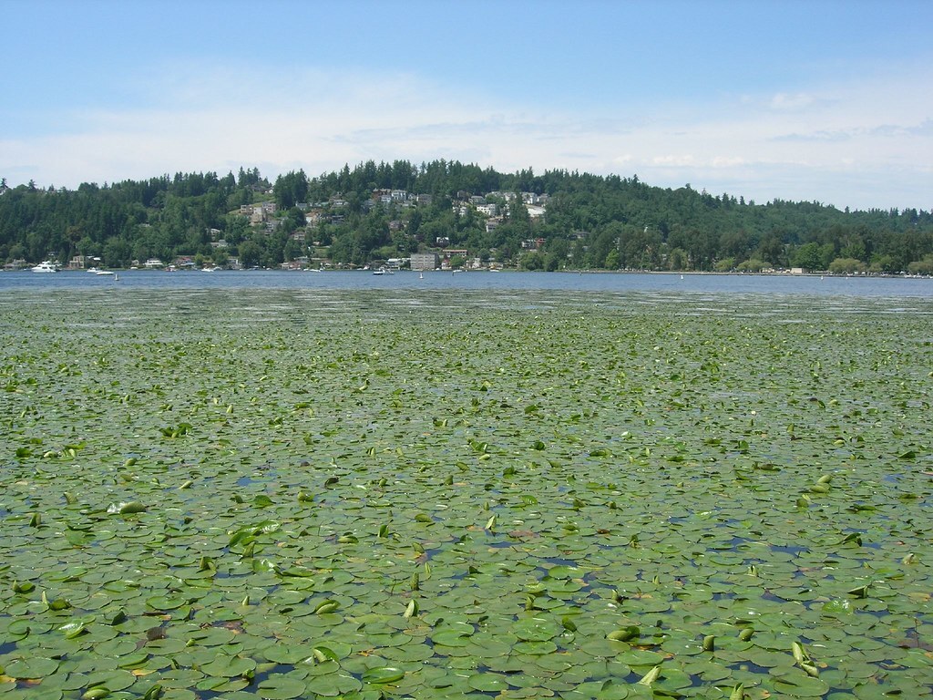 most polluted lake washington