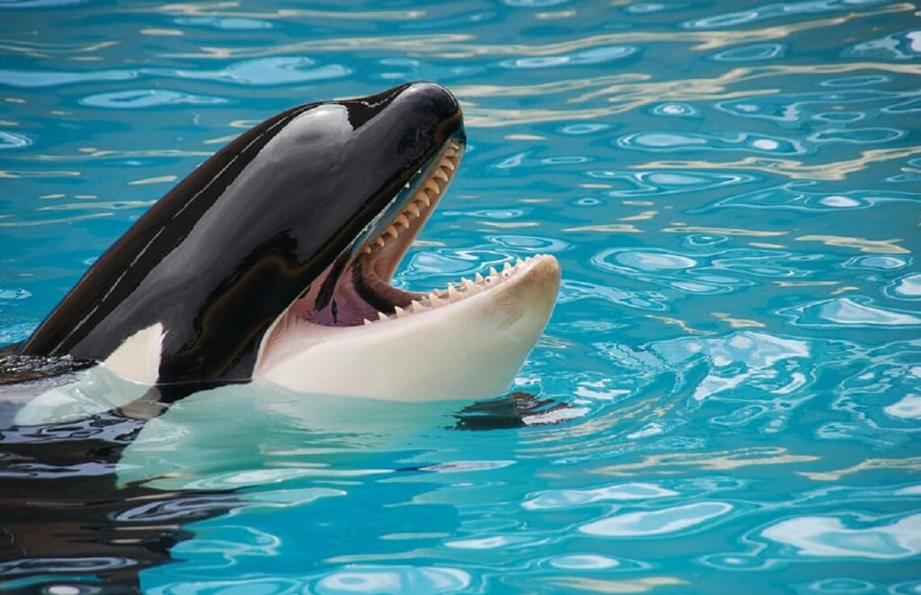 orcas killer whales
