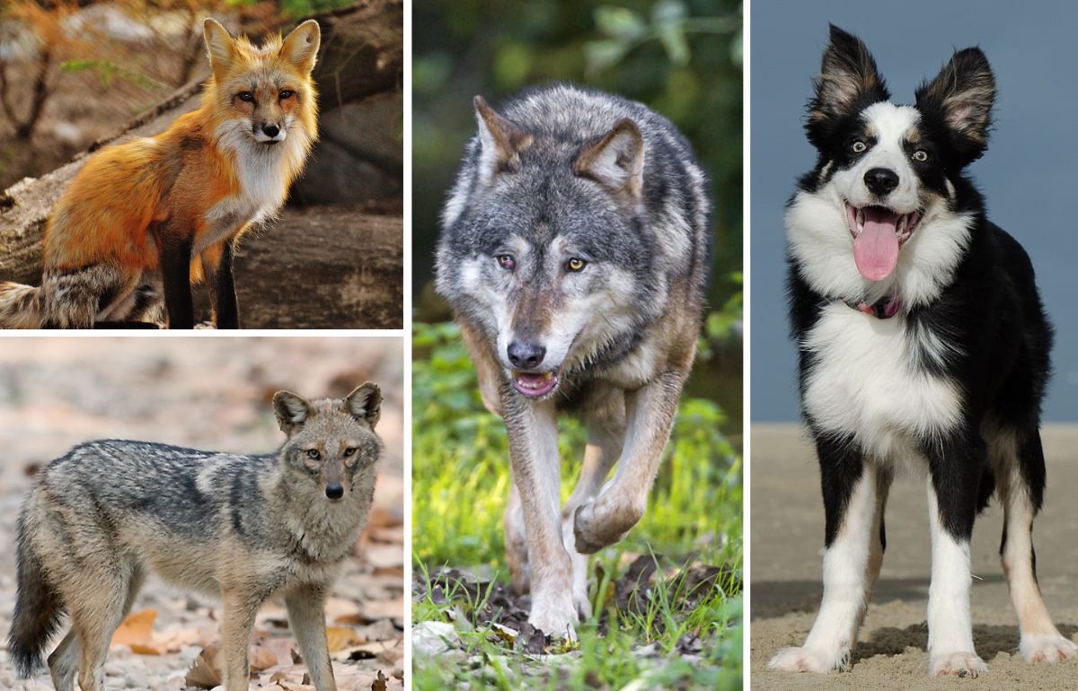 Domestication Of Dogs From Wolves To Our Canine Companions