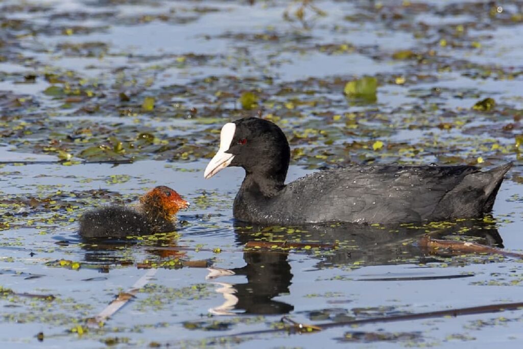 polluting lakes-Animals and Birds Live