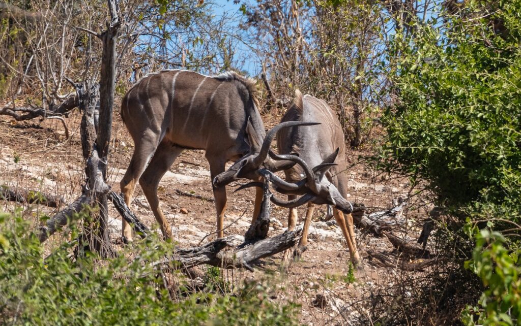 Deforestation Effects: Confronting Its Consequences On Earth