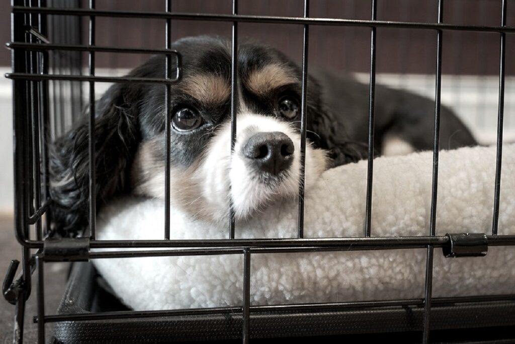 https://worldanimalfoundation.org/wp-content/uploads/2023/08/puppy-in-crate-at-night-1024x683.jpg