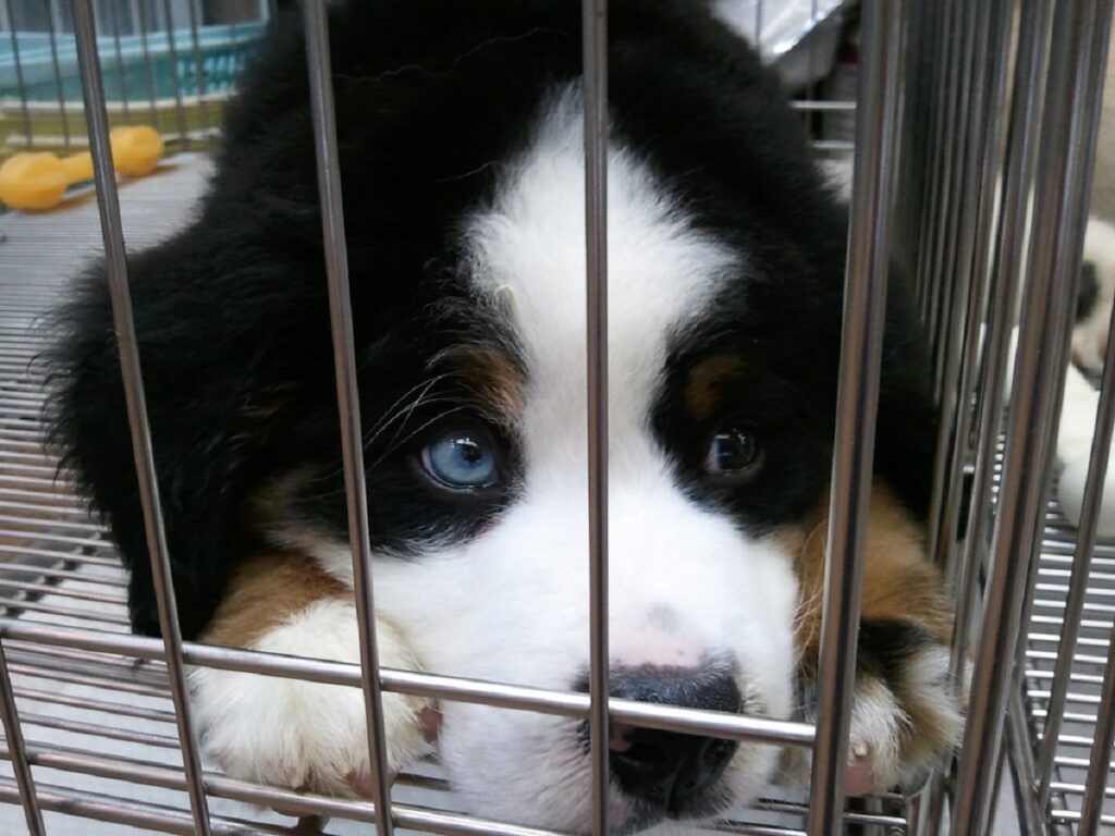 Crate training aussie clearance overnight