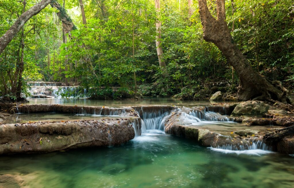 Rainforest Facts: Breathtaking Insights Of Nature’s Treasure