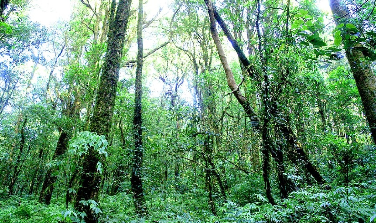 Rainforest Facts: Breathtaking Insights Of Nature’s Treasure