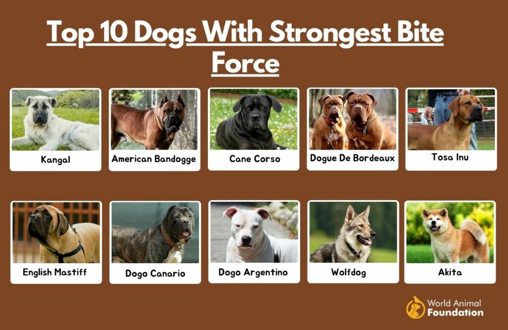 Top ten sale strongest dog breeds