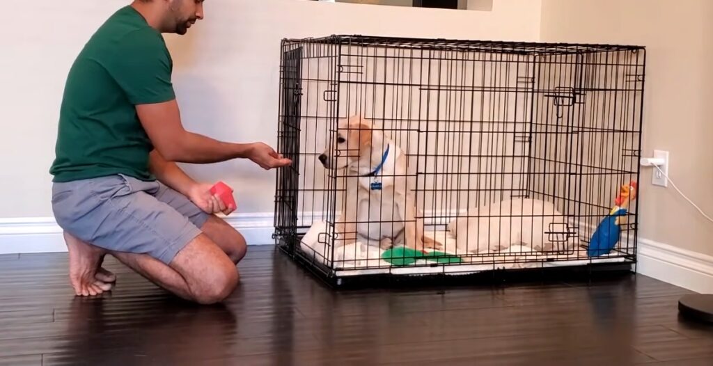 Crate training at night cheap barking