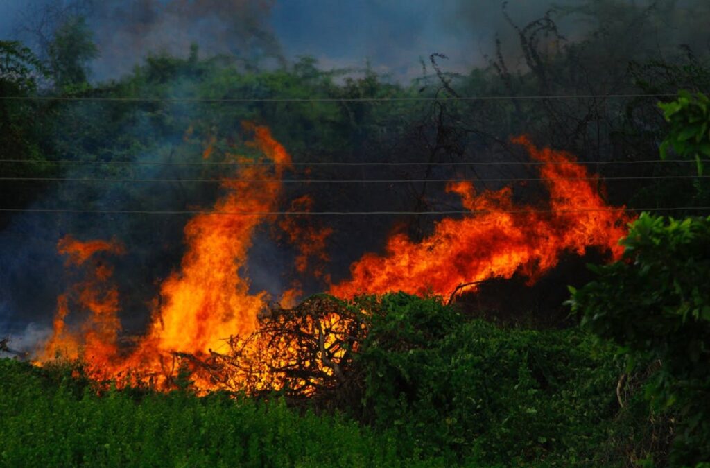 Deforestation Effects: Confronting Its Consequences On Earth