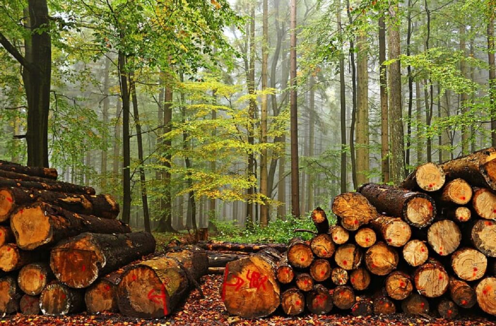 Deforestation Effects: Confronting Its Consequences On Earth