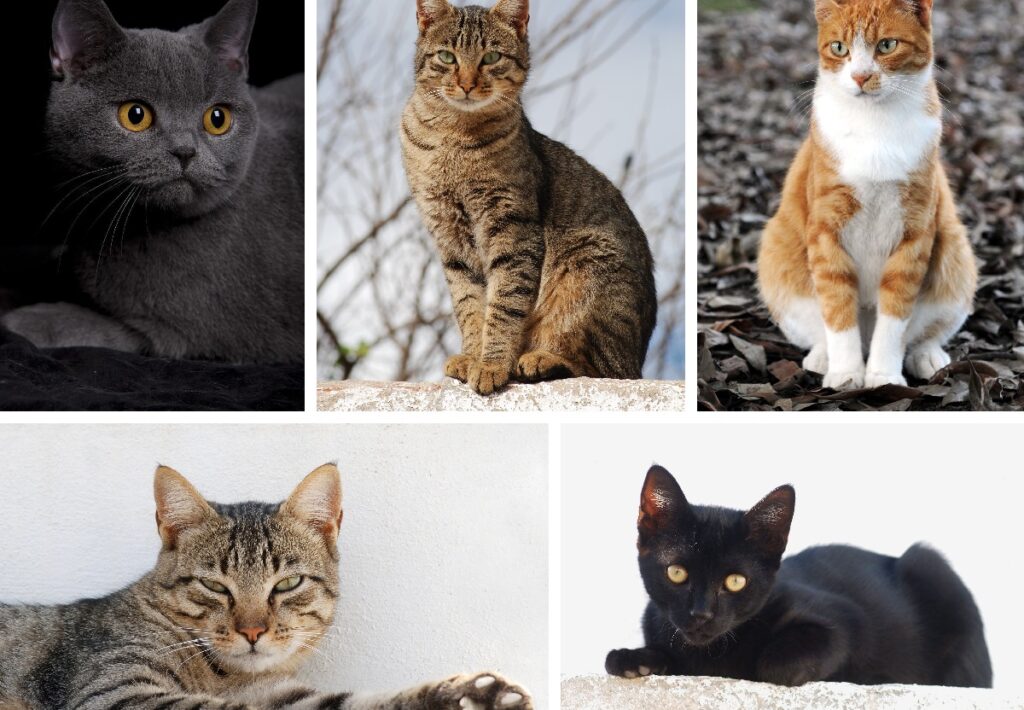 Domestication Of Cats: Unveiling The History Of Our Felines