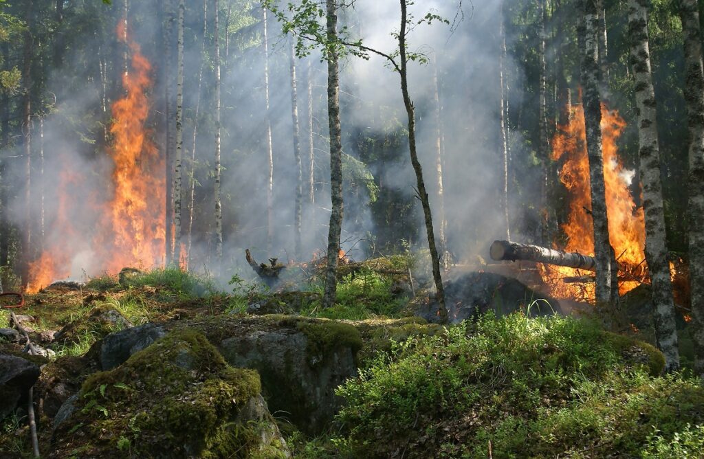 Deforestation: Unveiling the Consequences of Nature's Demise