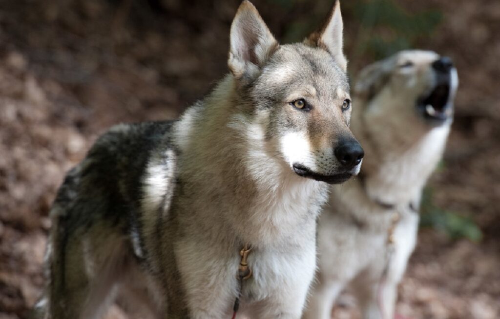 wolfdog bite force
