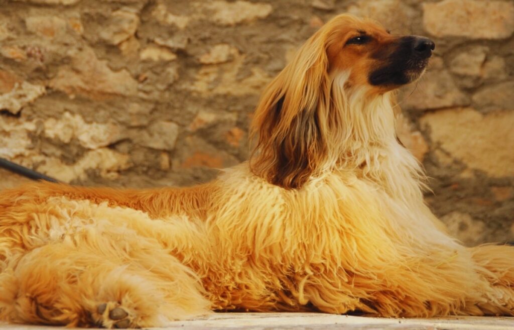 15 Most Expensive Dog Breeds In 2024: Doggy A-List