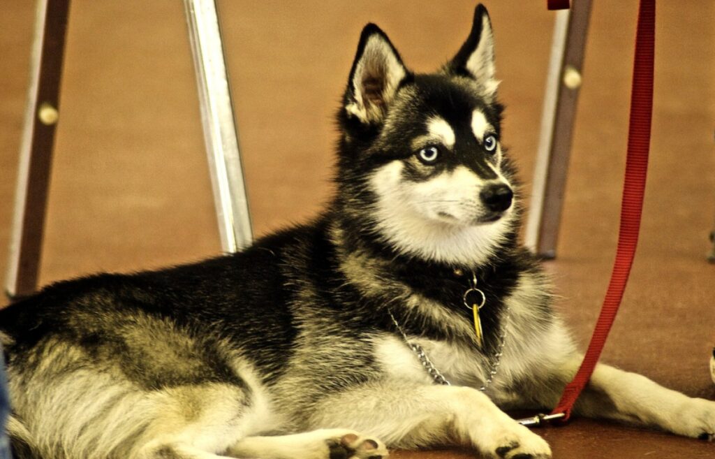 The Alaskan Klee Kai So adorable  Alaskan klee kai, Unique dog breeds,  Hybrid dogs