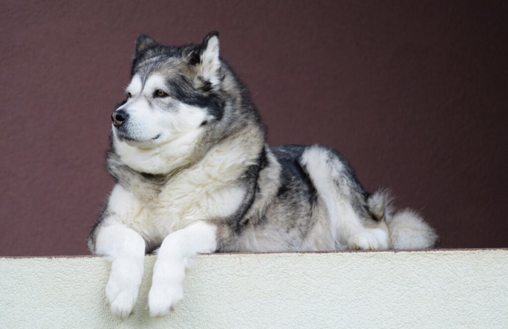 Big fluffy grey and white outlet dog