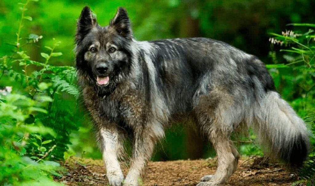 American alsatian hot sale adoption