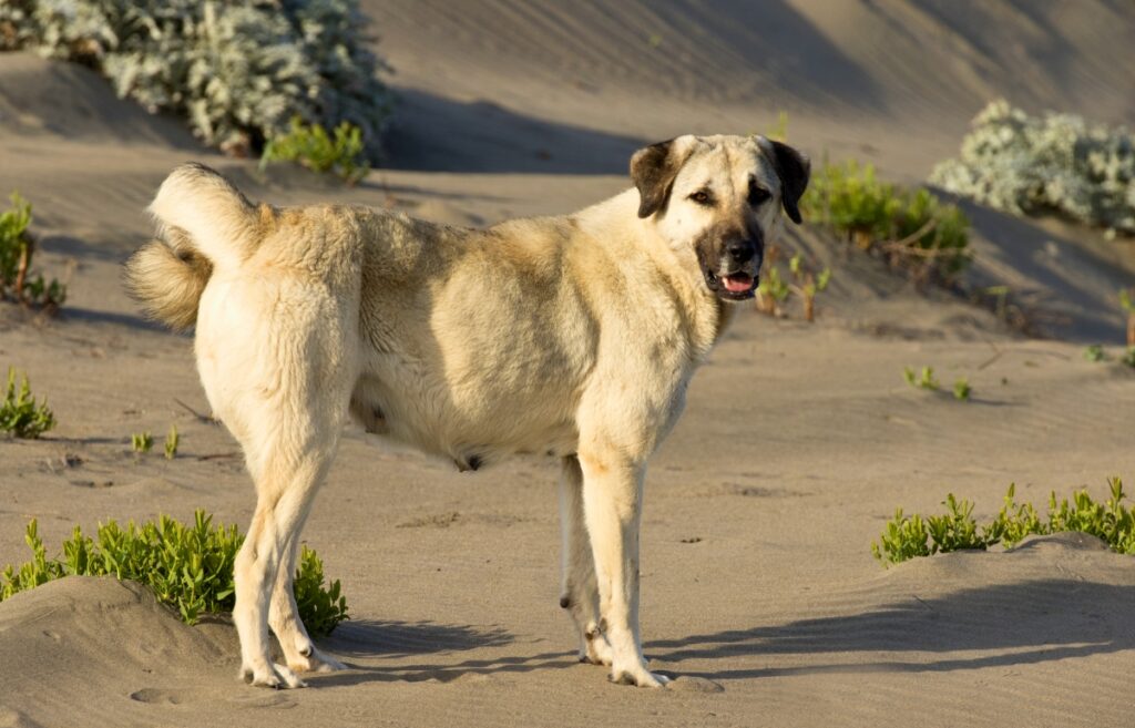 The guardian livestock hot sale guardian dog breeds