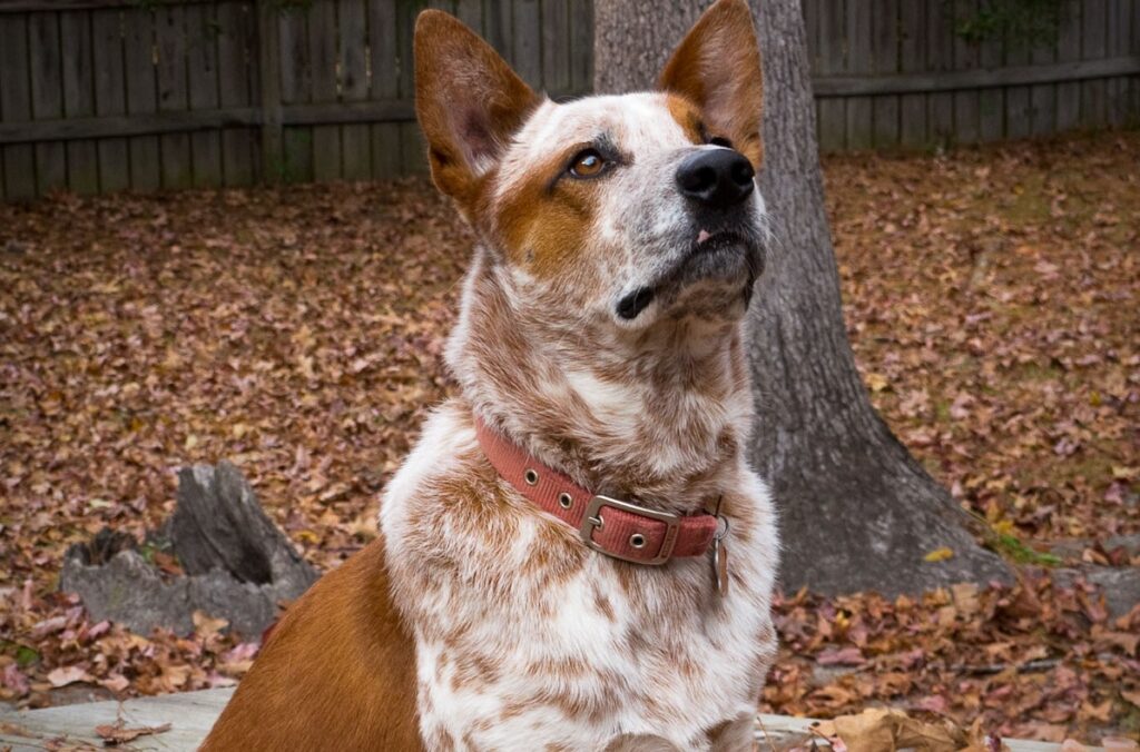 The 7 Most Intelligent Dog Breeds – Professional Dog Walking and