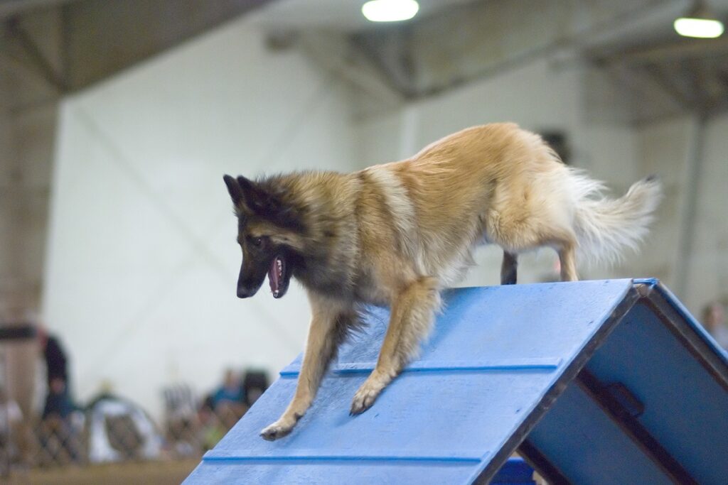 https://worldanimalfoundation.org/wp-content/uploads/2023/09/Belgian-Tervuren-1024x683.jpg