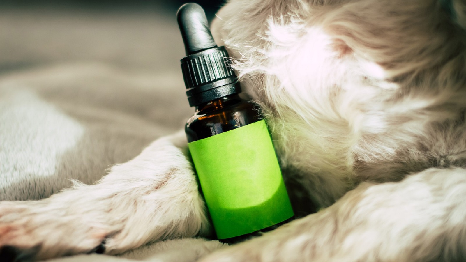 CBD Oil for Dogs