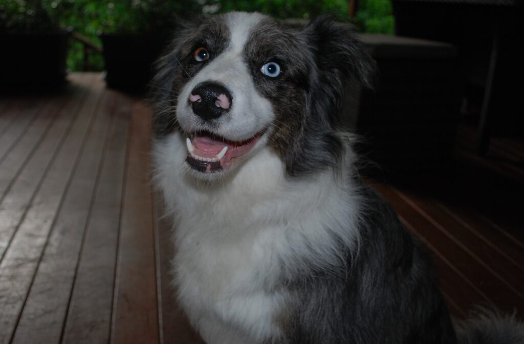 Border Collie Trained to Recognize 1,022 Nouns Dies - The New York Times