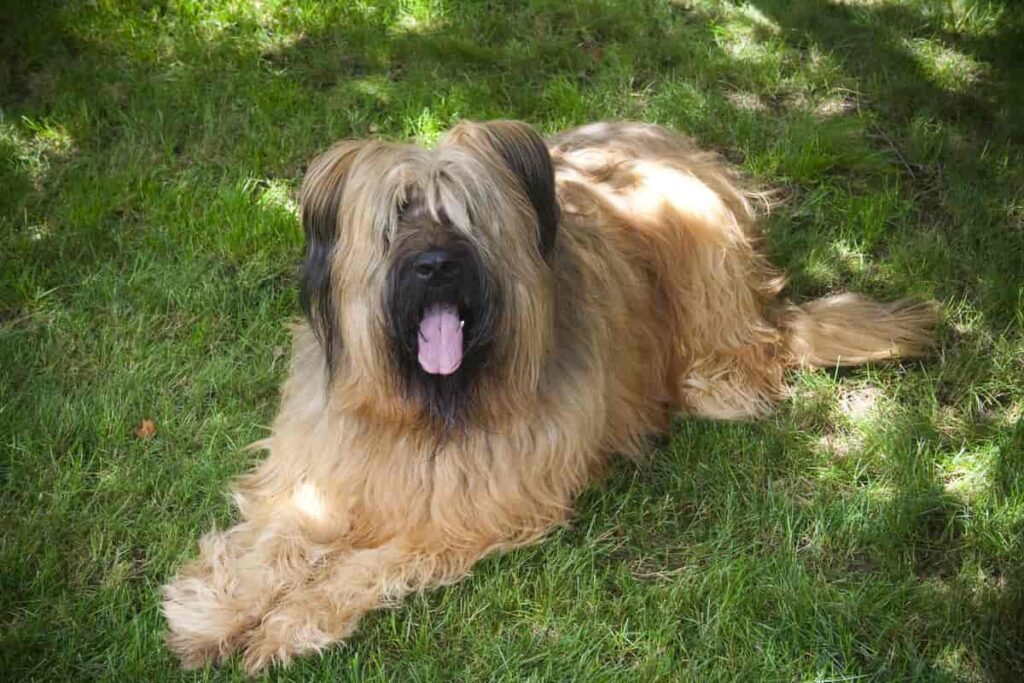 https://worldanimalfoundation.org/wp-content/uploads/2023/09/Briard-1024x683.jpg