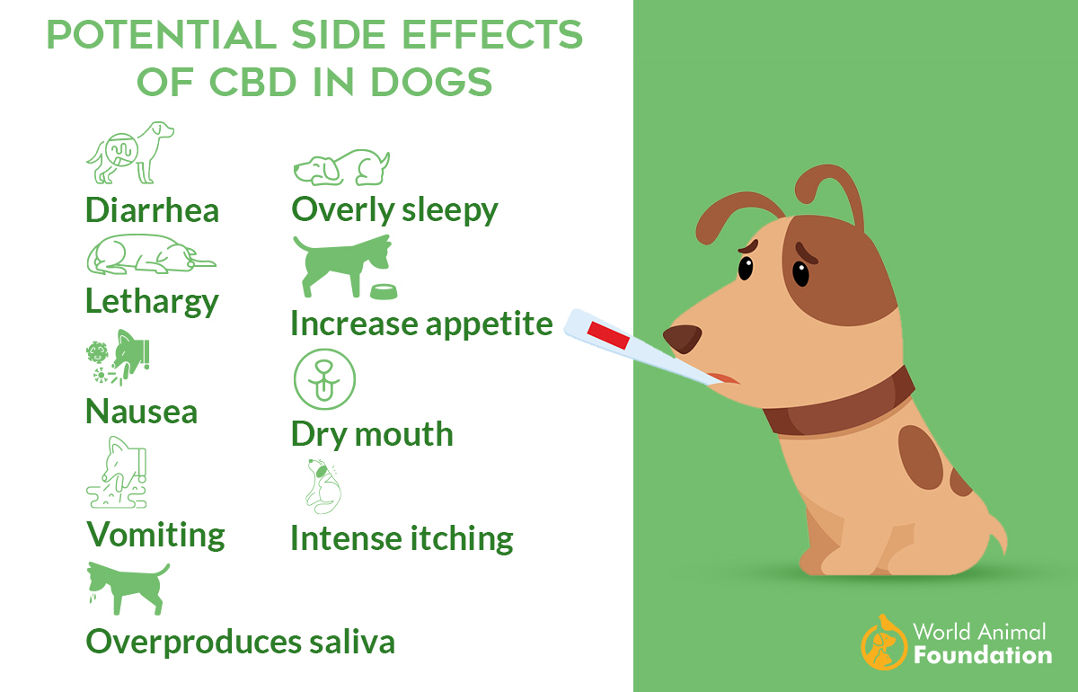 Can CBD Cause Diarrhea In Dogs? Expert Analysis & Guidance