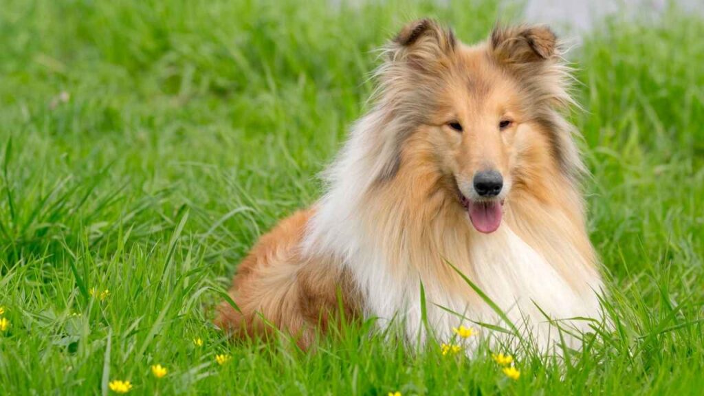 long haired dog breeds large